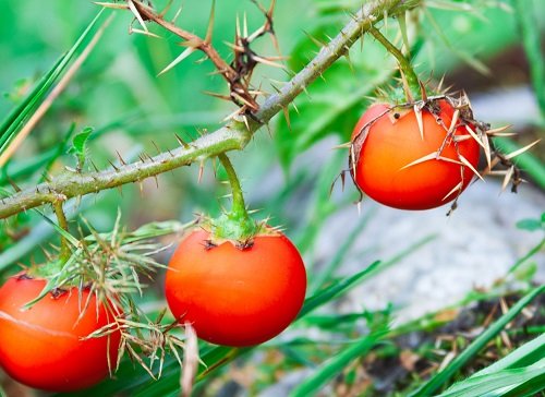 Fruits That Look Like Tomatoes 6
