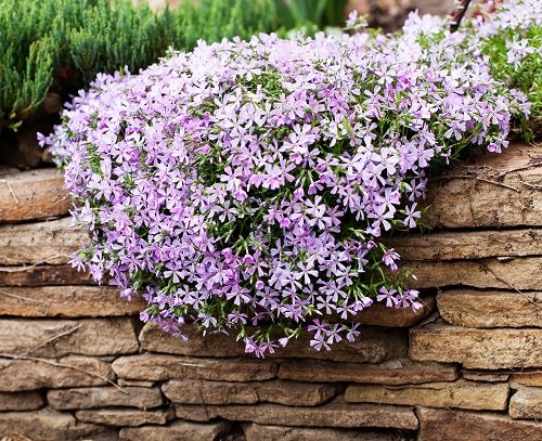 best Purple Spring Flowers on rock