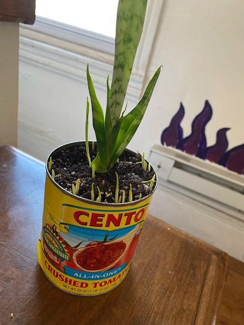 Grow a Snake Plant Without Drainage Holes