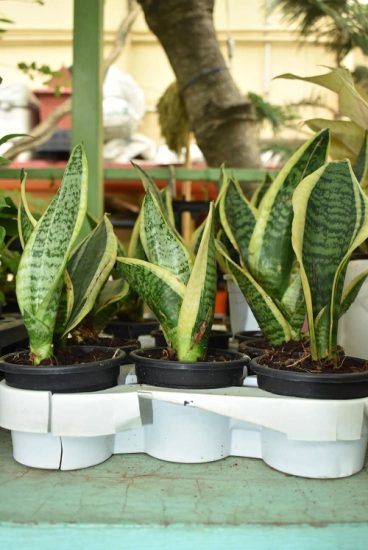 7 Great Snake Plant Benefits Proven In Research & Studies