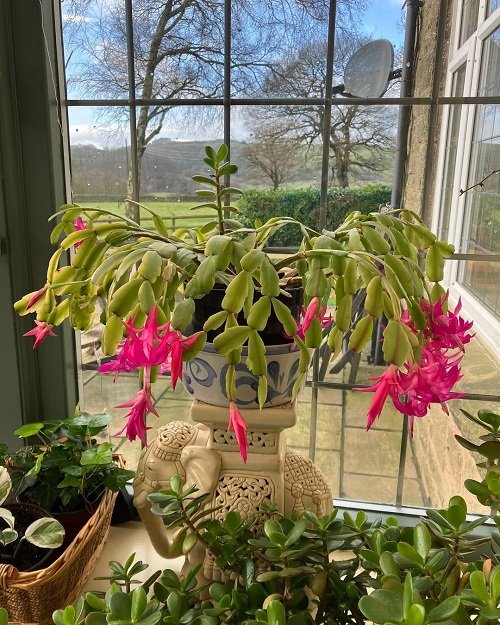 Christmas Cactus Meaning