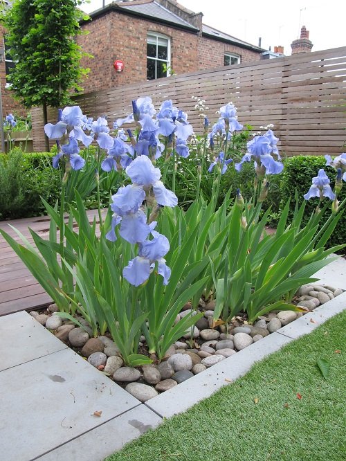 best iris flower arrangements 2