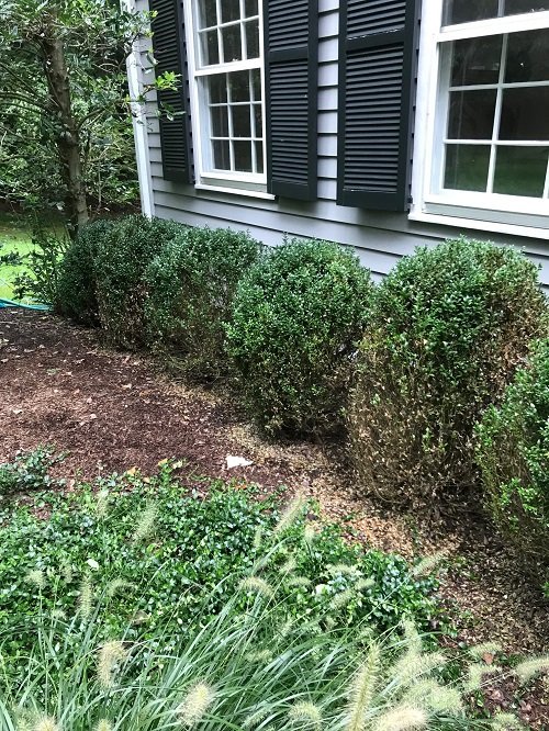 5-6 Foot Evergreen Shrubs For Privacy