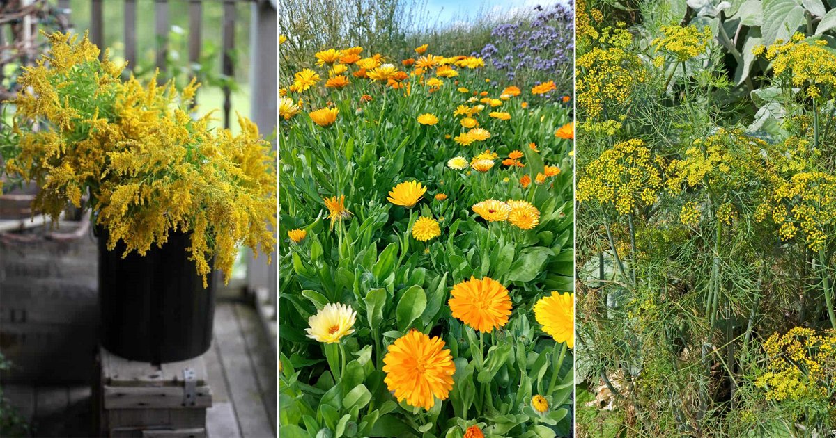 11 Herbs with Yellow Flowers | Balcony Garden Web
