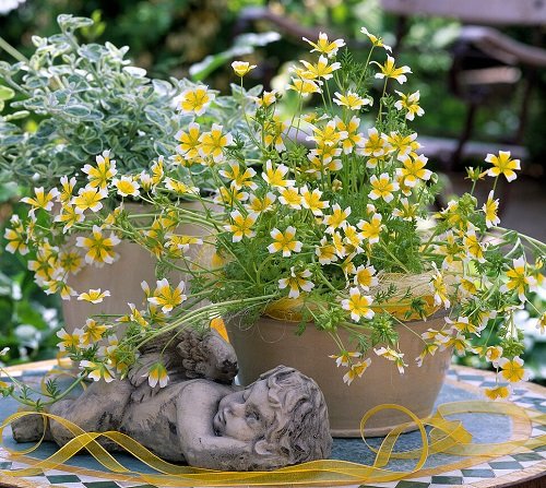 beautiful wildflowers for pots