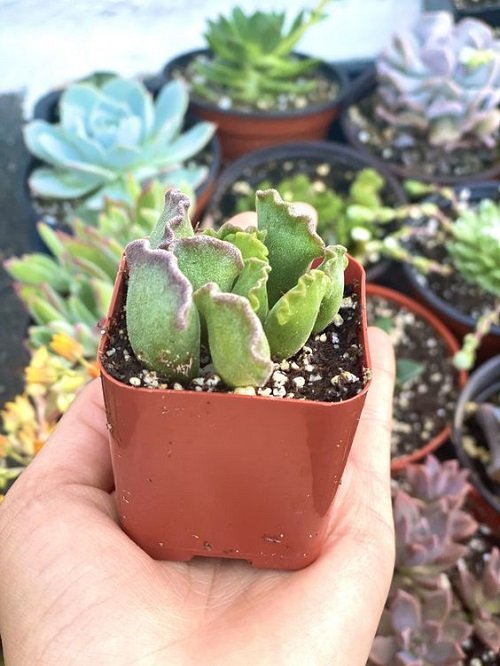 best succulents that grow from leaves 8