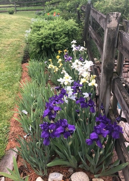 amazing Iris flower arrangement ideas in garden