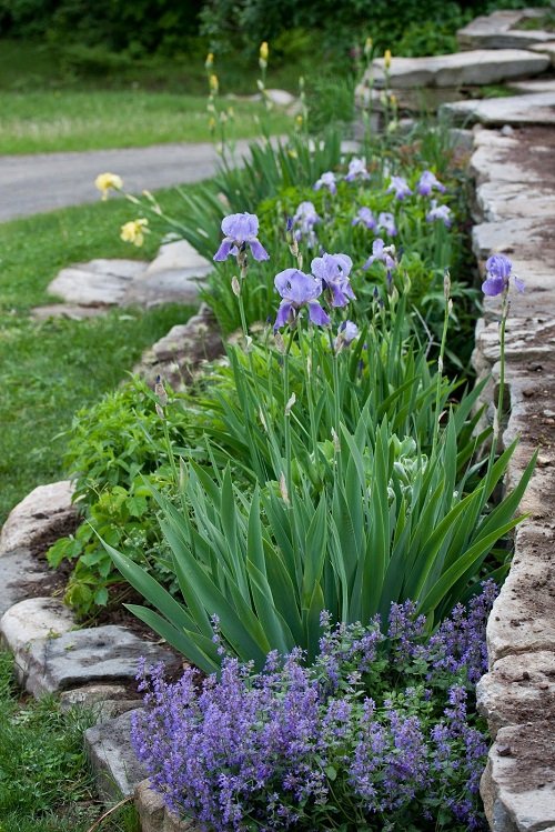 beautiful Iris flower arrangement ideas in garden