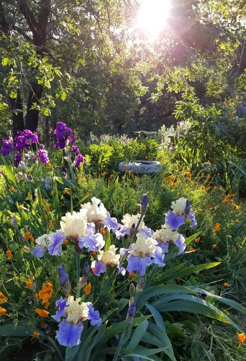 Fantastic Iris flower arrangement ideas in garden