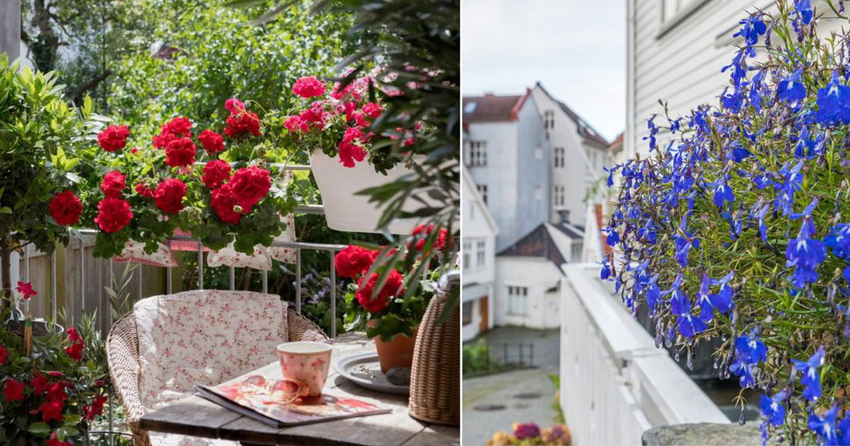 17 Stunning Hanging Balcony Flowers 