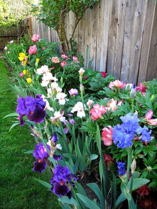 Different Iris flower arrangement ideas in garden