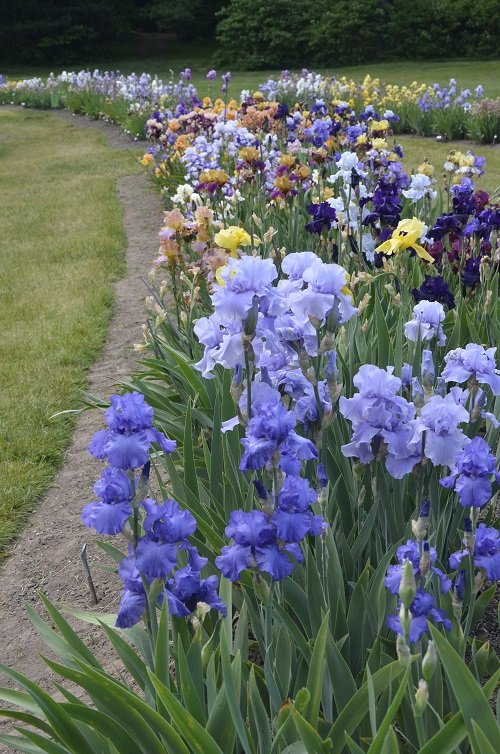 amazing iris arrangements 4