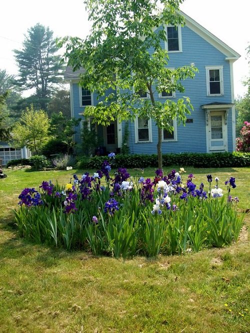 colourful Iris arrangement ideas in garden