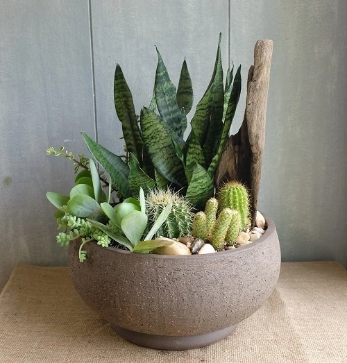 Snake Plant Container Combination in pot 2