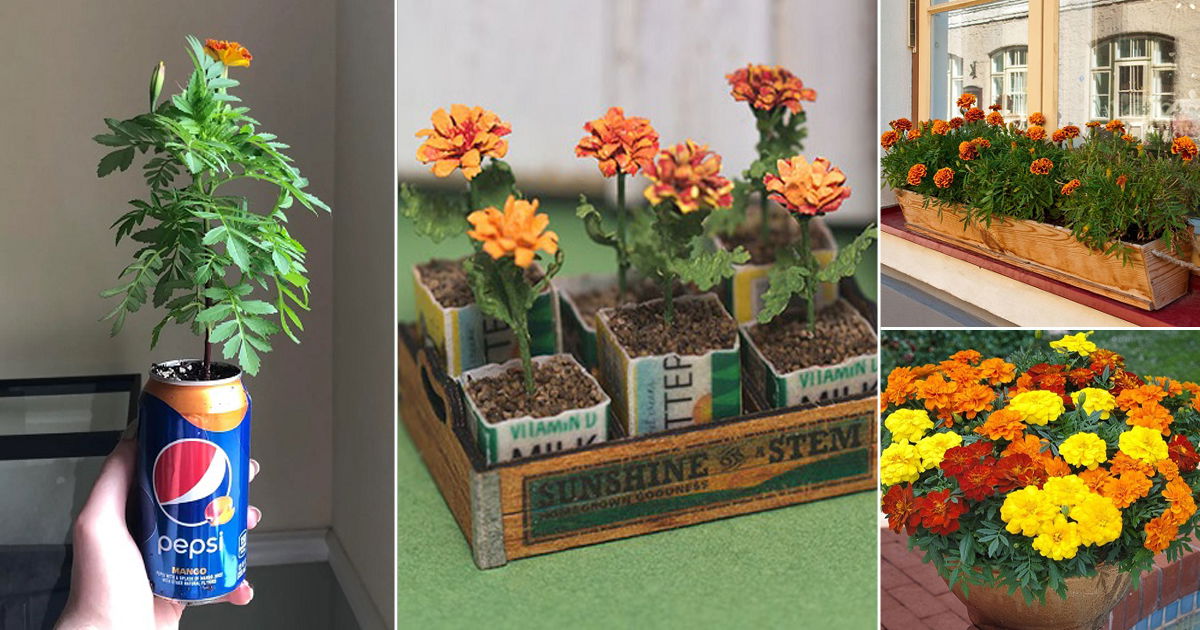 20 Ideas To Grow Marigolds In Hanging Baskets, Window Boxes and Unique