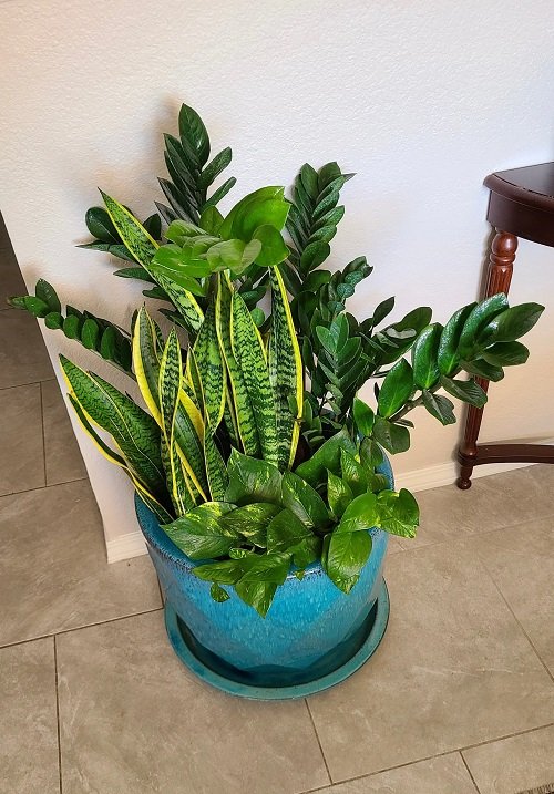 Snake Plant Container Combination 