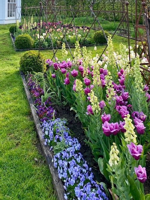 Iris flower arrangement ideas in garden bed