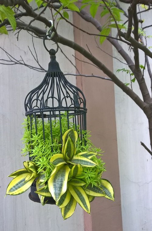Snake Plant Container Combination in net