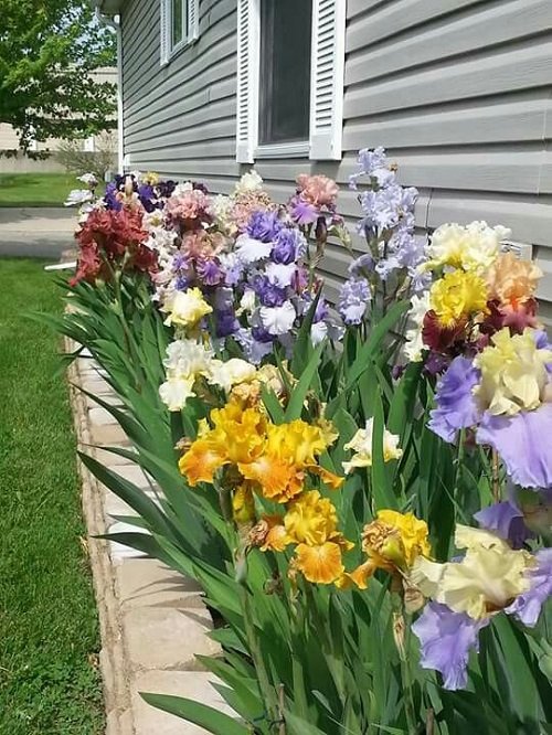 Iris flower arrangement in fencing 