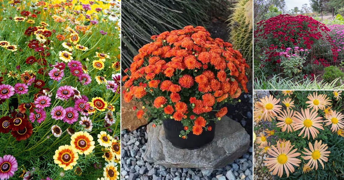 25 Best Perennial Mums That Grow Year Round | Balcony Garden Web