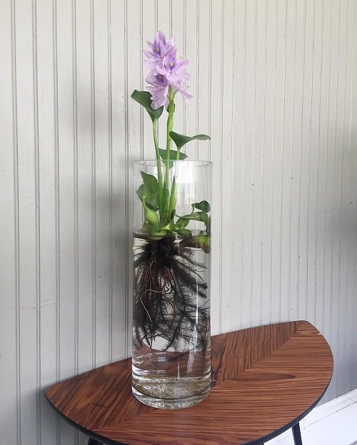 water hyacinth in water jar