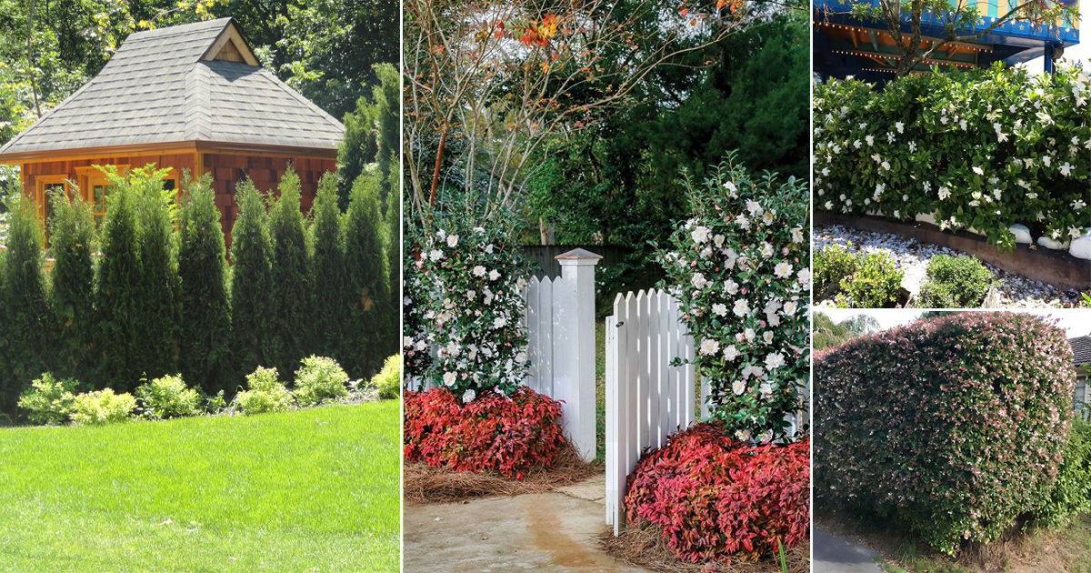 5-6 Foot Evergreen Shrubs For Privacy | Balcony Garden Web