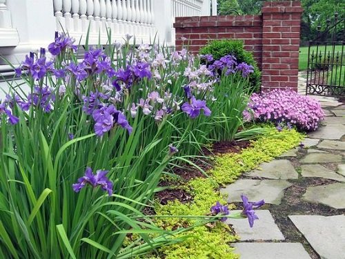 best iris flower arrngements 5
