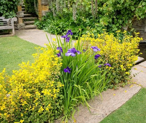 beautiful iris combination garden ideas