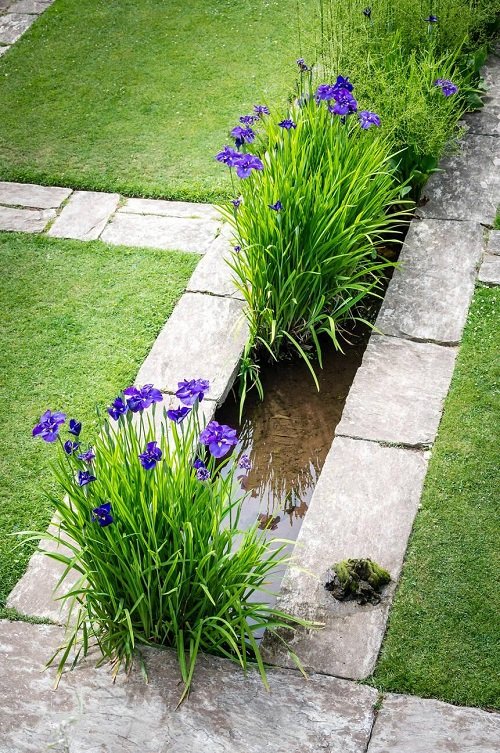 beautiful iris in water garden ideas