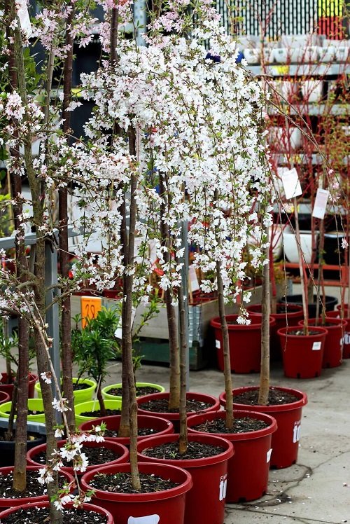 Amazing Cherry Blossoms in Containers
