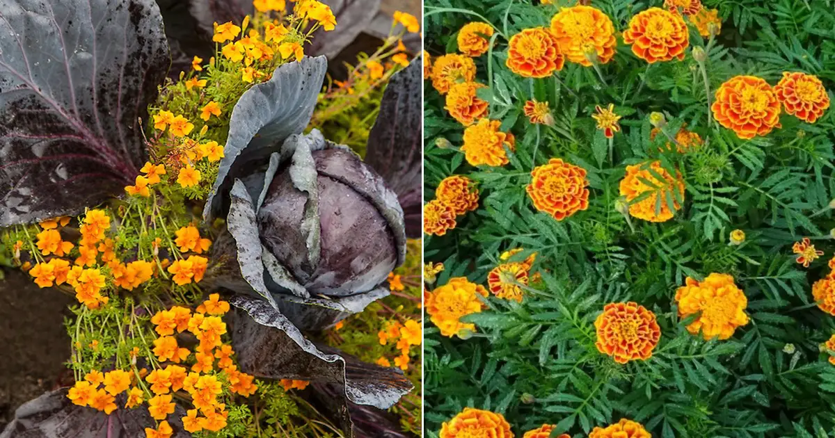 8 Best Reasons Why Everyone Should Grow A Marigold Balcony Garden Web 8 Best Reasons Why Everyone Should Grow A Marigold Balcony Garden Web