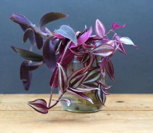 best purple plants to grow in jars, bottle and vases 1