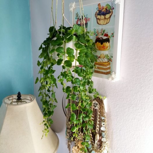 Indoor Plants to be Hanging From the Ceiling 3