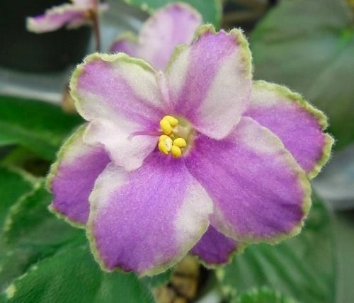 Varieties of African Violet With Dual-Color Flowers