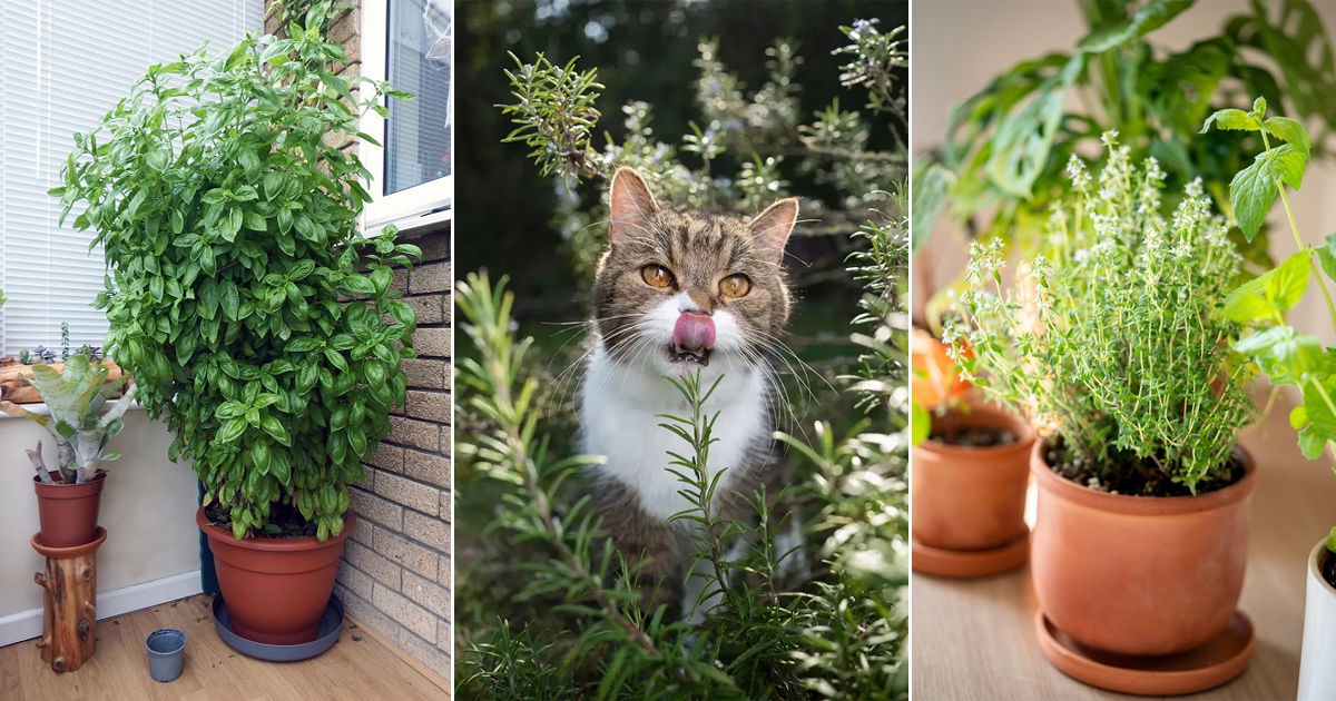 9 Best Herbs For Cats | Balcony Garden Web