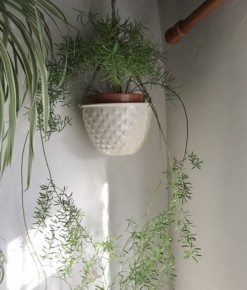 Fantastic Plants For Hanging From the Ceiling 3