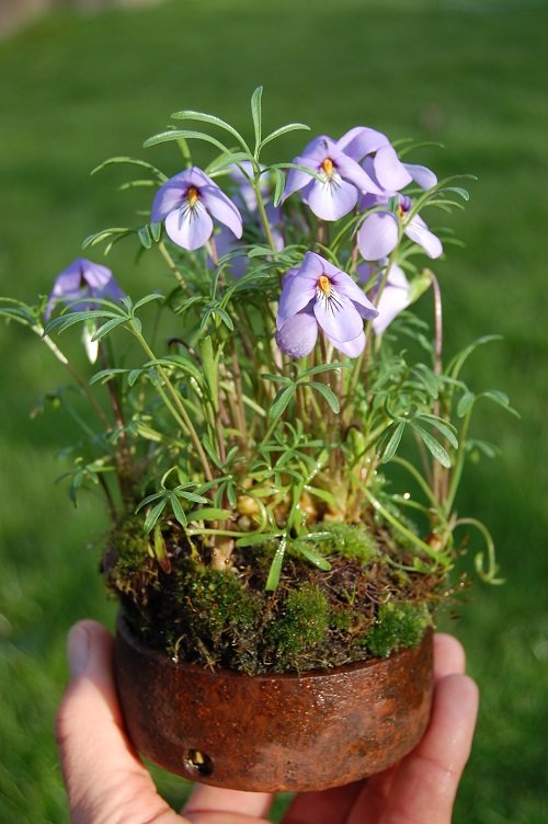 popular wildflowers for pots 2