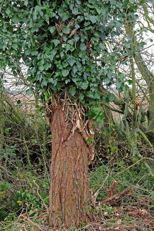Vines That Grow on Trees