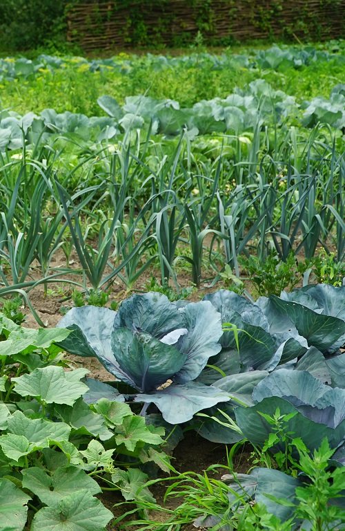 cabbage and leeks companion planting