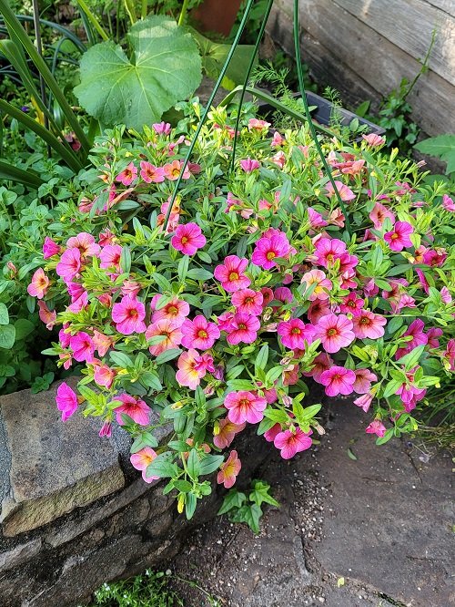 hanging Companion Plants for Roses to Keep Pests Away