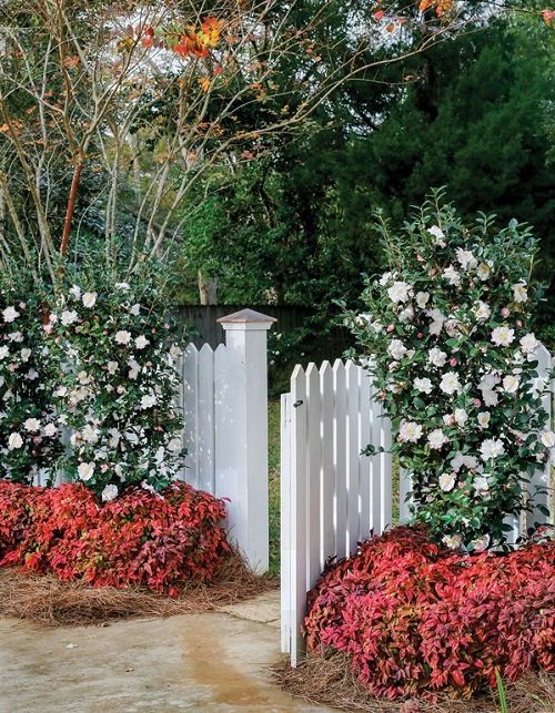 5-6 Foot Evergreen Shrubs For Privacy 8