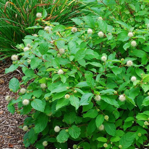 Beautiful Shrubs That Like Wet Soil 3