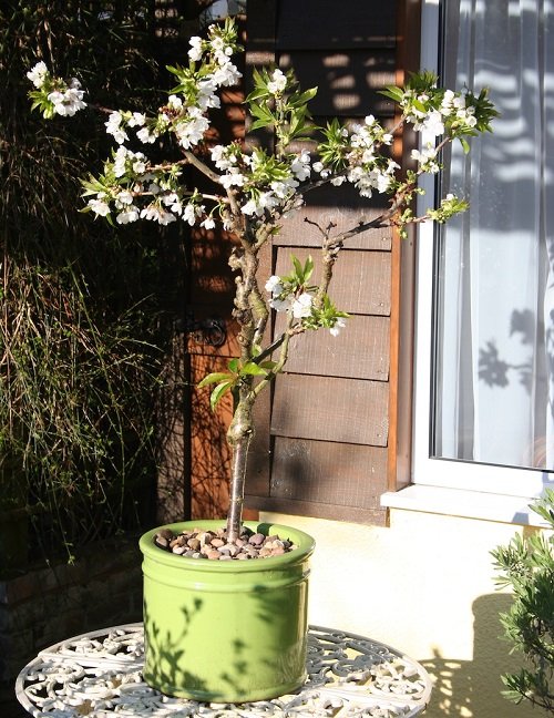 Grow Cherry Blossoms in a Pot