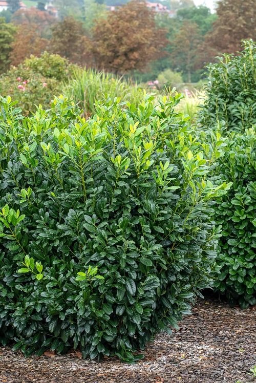 Texas Shrubs That Grow Quickly for Privacy