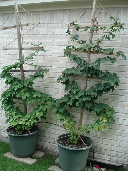 trellis for potted plants 2