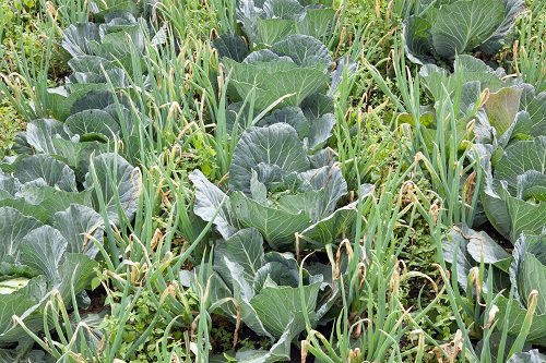 cabbage and onion companion planting