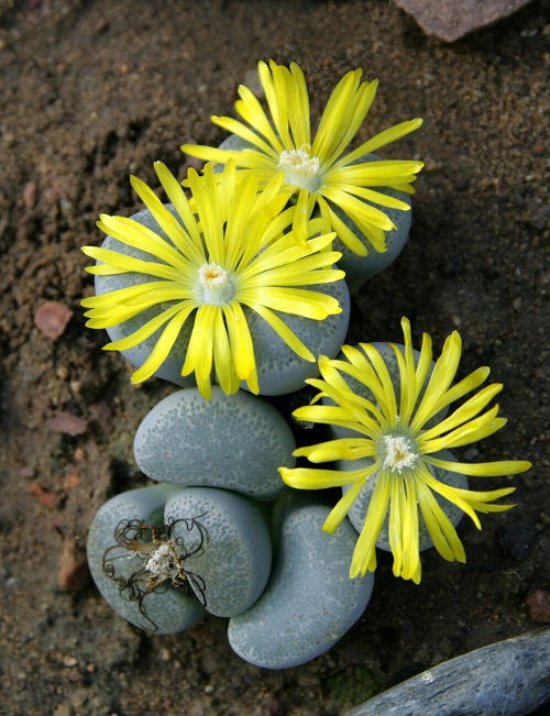 living stones mushroom