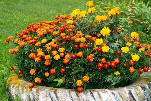 Ideas To Grow Marigolds 56