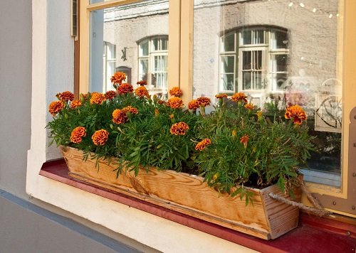 marigolds in window box 2