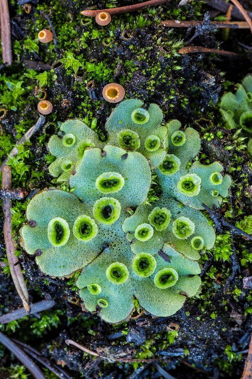 mushroom-like plants 2